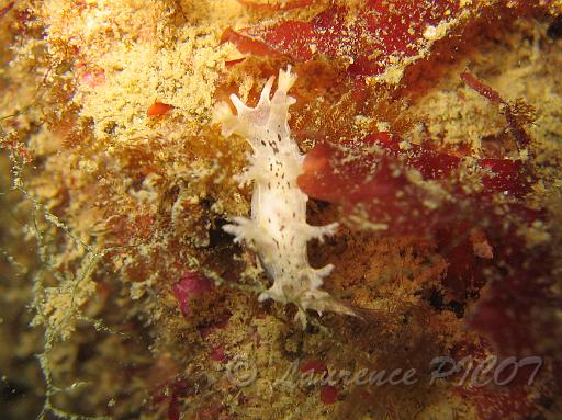 Ma limace Tritonia manicata.JPG - Mer de la Manche - Cherbourg